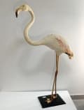 Taxatie van Taxidermie van Roze Flamingo Circa 1920 – Beoordeling door een Expert.