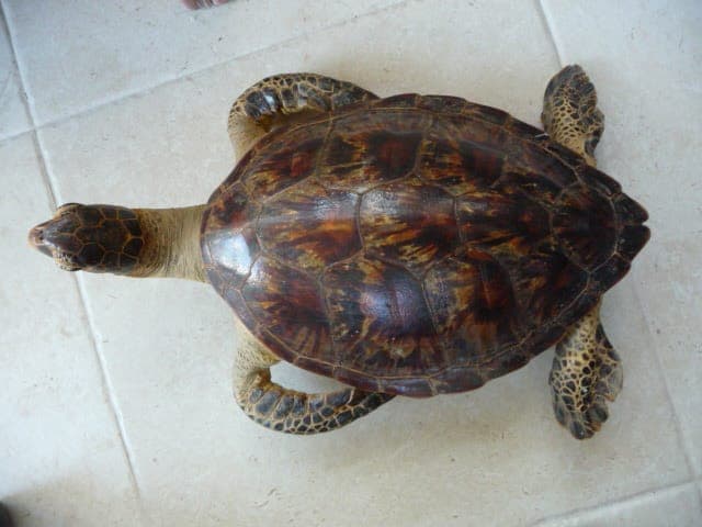 Taxatie van de prijs voor een antiek meubel in de vorm van een genaturaliseerde schildpad – Afmetingen 60 cm x 38 cm
