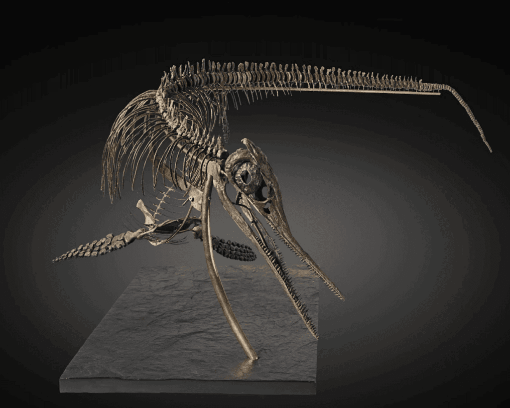 dinosaurusfossiel